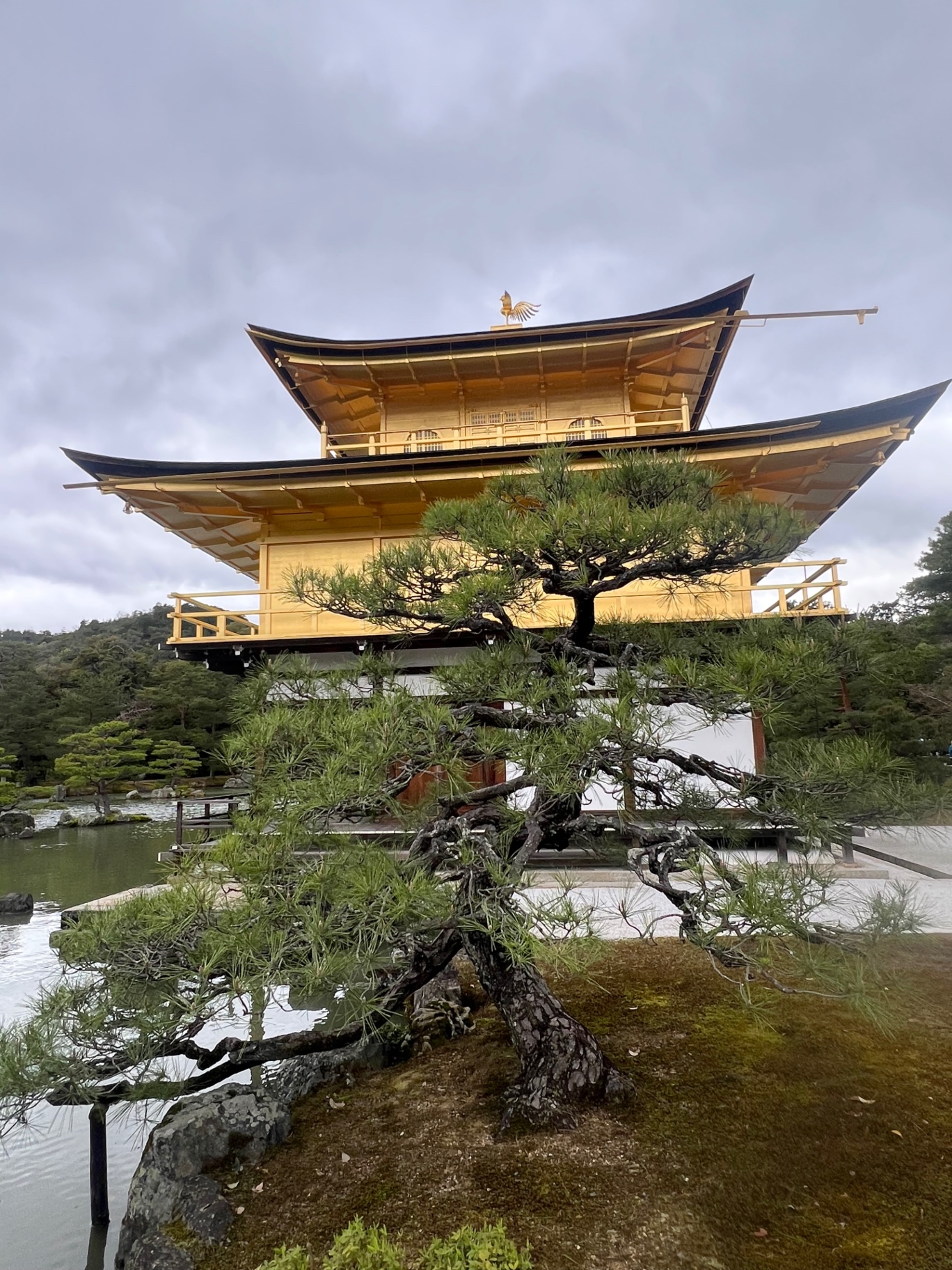 Kinkaku-ji in Kyoto hinter einer ausladenden Kiefer