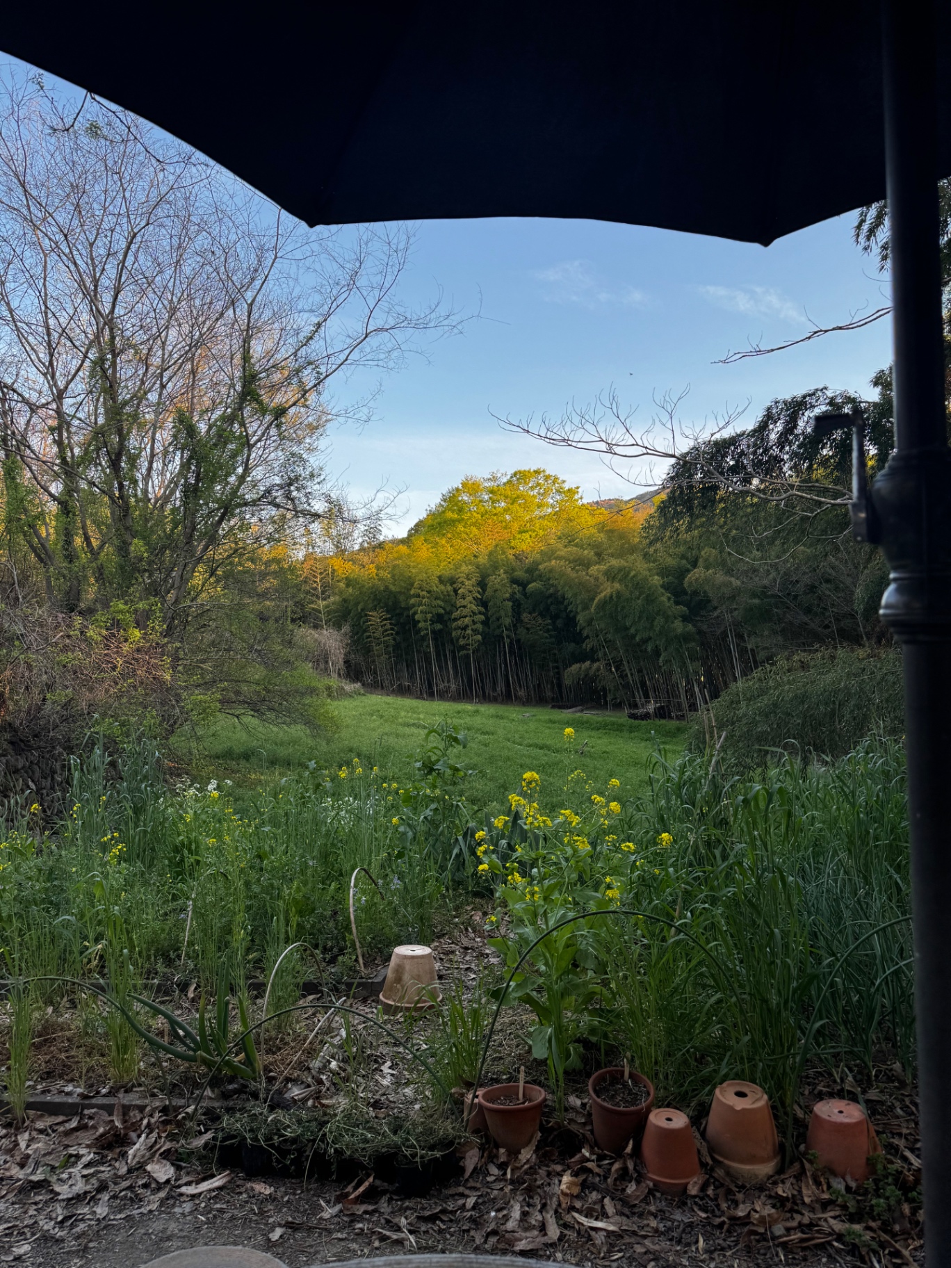Blick aus dem Garten auf Bambuswald und blühende Wildkräuter